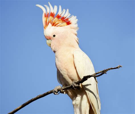 10 Top Pet Cockatoo Species