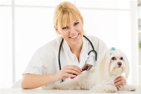 Dog Grooming — Stock Photo © MilanMarkovic #46638883