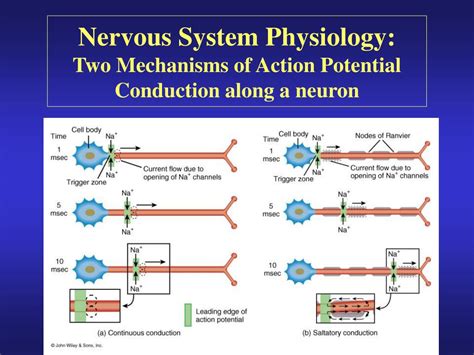 Ppt Introduction To The Nervous System And Nerve Tissue Powerpoint