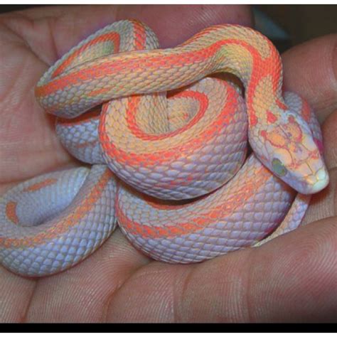 Albino Corn Snake Full Grown