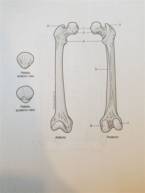 Right Femur And Patella Diagram Quizlet