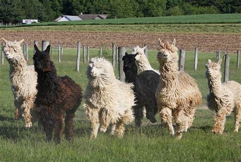 Siri Alpaca | Online Clothing NZ | Winter Clothes | BONZ