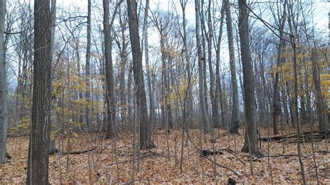 Tree Bark Identification Maple Beech Oak Youtube