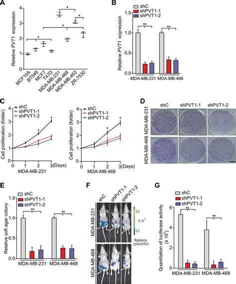 Knockdown Of Pvt1 Inhibits Tnbc Cell Proliferation And Tumorigenesis A