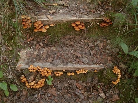 Kuehneromyces Mutabilis Main G Pacelmene