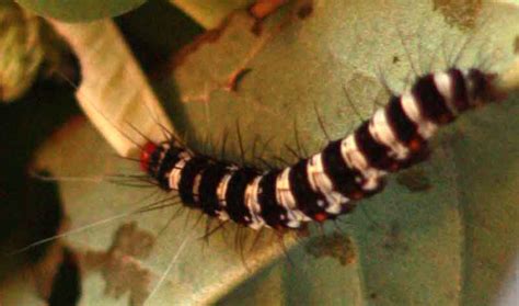 Woolly Bear Caterpillar Life Cycle: From Egg To Moth - What's That Bug?