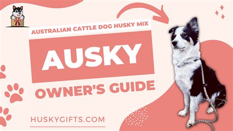 Australian Cattle Dog Husky Mix (Ausky): Owner's Guide