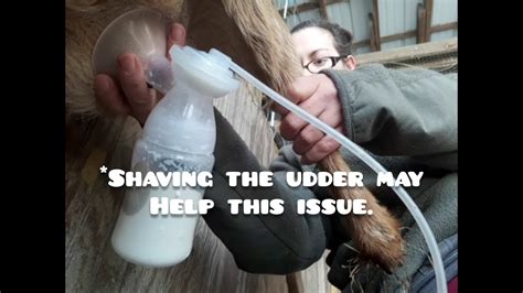 How To Use A Human Breast Pump To Milk A Goat Step By Step Youtube