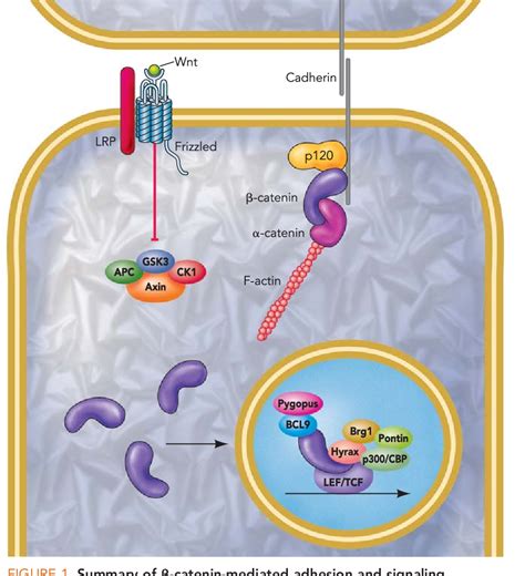 PDF Phospho regulation of β Catenin Adhesion and Signaling Functions