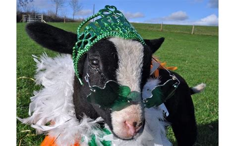 The Cutest Animals Of St Patricks Day