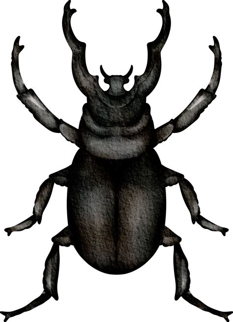 Watercolor Stag Beetle Clip Art Png