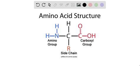 Amino Group And Carboxyl Group