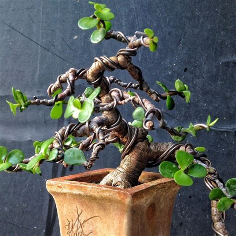 Dwarf Jade Bonsai Techniques Artofit