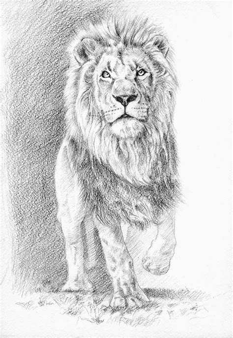 Pin by Roopa Prahalad on pencil sketches | Pencil drawings of animals, Lion sketch, Lion drawing