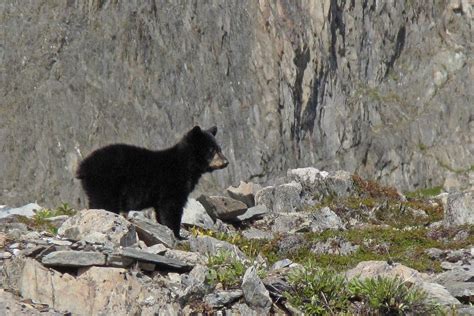 Black bear (not out to get you), Kenai Fjords National Park, Alaska : r ...