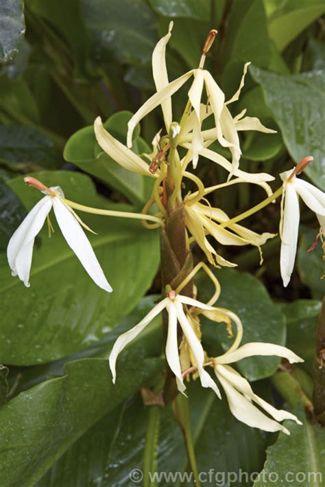 Hedychium hasseltii photo at Pictures of Plants stock image library