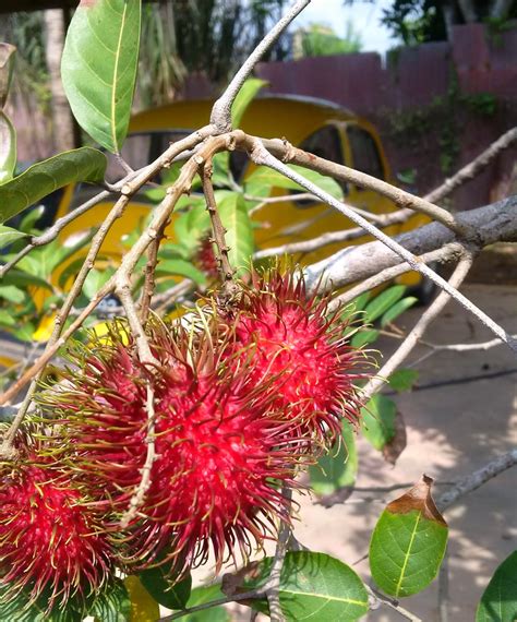 All About Malaysia Rambutan