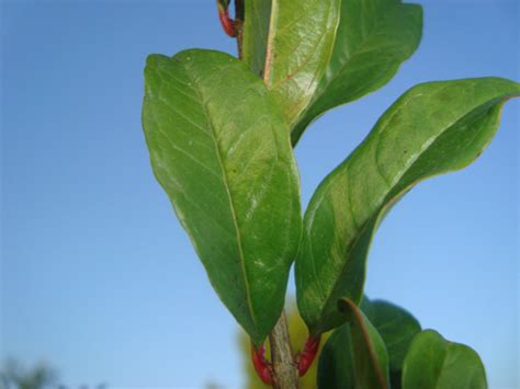 Hoja Mollar El Cultivo Del Granado