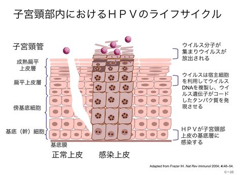 Hpvについて 佐賀大学 医学部 産科婦人科学教室