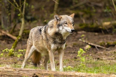 21 Wild Animals In Azerbaijan Wildlife In Azerbaijan Kevmrc