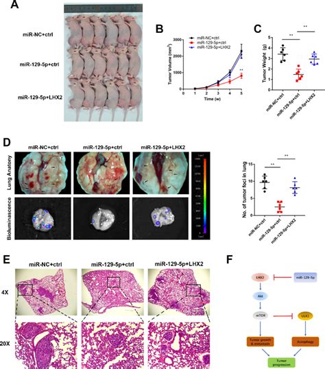 Restoration Of Lhx2 Reverses Mir 129 5p Overexpression Mediated