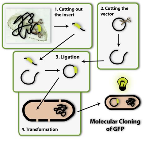 Molecular Cloning | Society for Mucosal Immunology