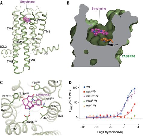 Structural Basis For Strychnine Activation Of Human Bitter Taste