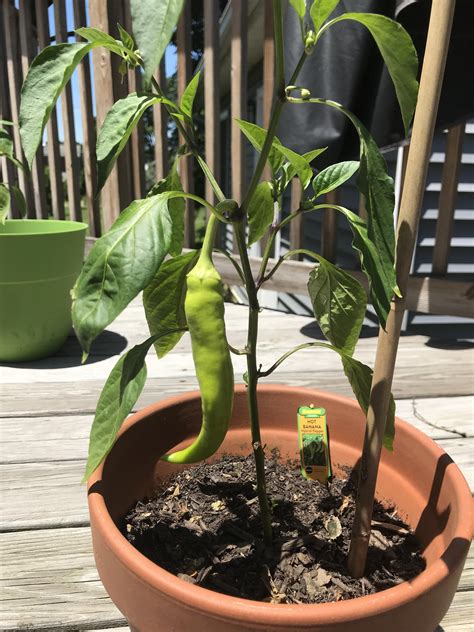 My First Hot Banana Pepper On My Puny Plant R Hotpeppers