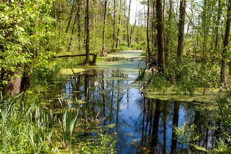 Białowieski Park Narodowy las pierwotny podmokły teren martwe drzewa