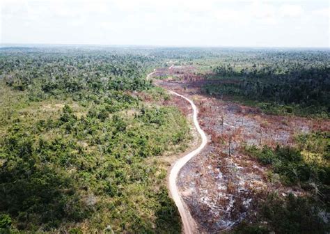 Expertos identifican causas de degradación de bosques en el mundo