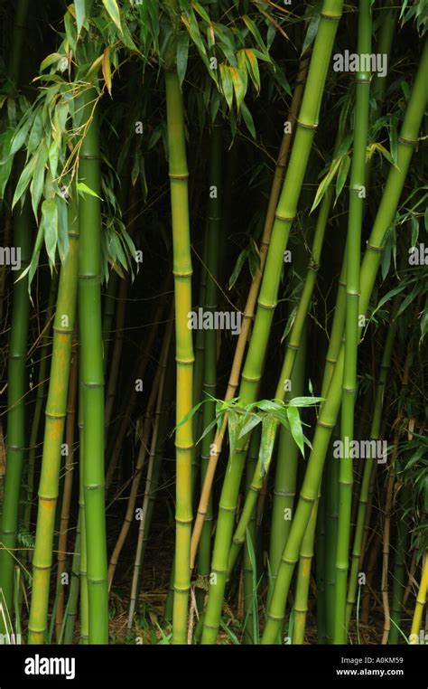 Bamboo Moso Scientific Name Phyllostachys Pubescens Growing Queensland