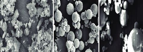 The Scanning Electron Microscope Photomicrographs Of The A Pure Drug