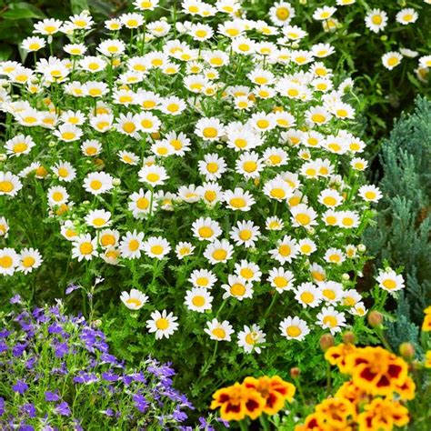 Creeping Daisy Seeds Chrysanthemum Paludosum Flower Seeds Seeds