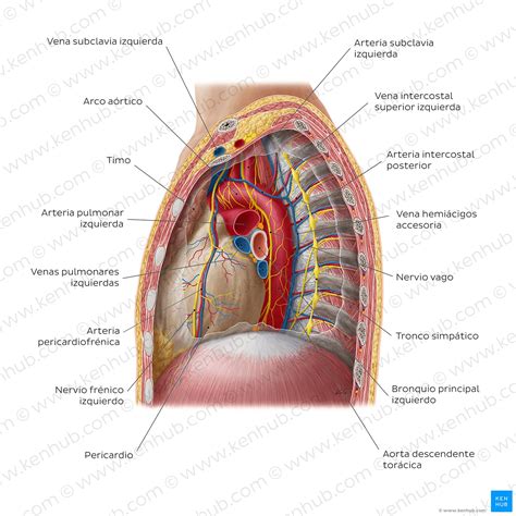 T Rax Anatom A Caja Tor Cica Cavidad Rganos Nervios Kenhub