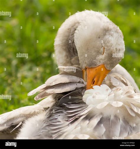 Young Pomeranian Goose Young Pomeranian Goose Stock Photo Alamy