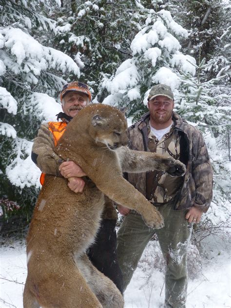 Mountain Lion Hunting, Best MT cougar Hunting Guides