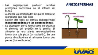 Angiospermas Y Gimnospermas Pptx Caracter Sticas Ppt