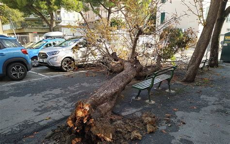 Quinto Albero Crolla In Piazza Frassinetti Su Una Panchina E Colpisce