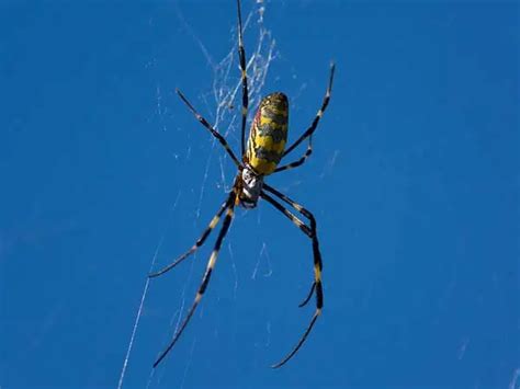 12 Common Spiders In Maryland Pictures Wildlife Informer