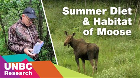 Unbc Researchers Examine The Summer Diet And Habitat Of Moose In