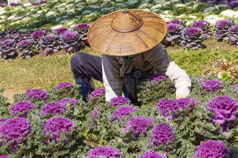 Agricultor Que Trabalha No Campo De Repolho Atividade Agrícola Mulher