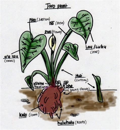 Free Taro Plant Cliparts, Download Free Taro Plant Cliparts png images, Free ClipArts on Clipart ...