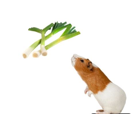 Can Guinea Pigs Eat Leeks More Guinea Pigs