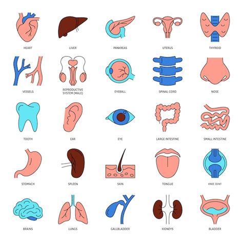 Premium Vector Human Organs Icon Set