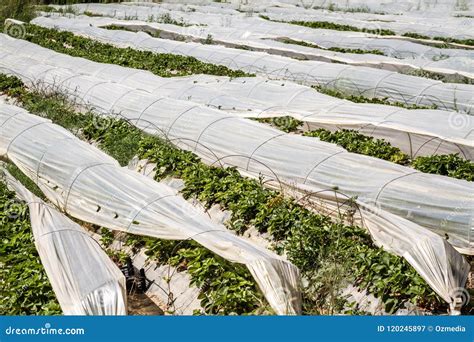 Greenhouse From Polythene Plastic Tunnels On An Agricultural Fie Stock