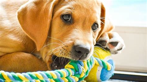 Les Meilleurs Jouets Pour Votre Chien Plan Te Animaux