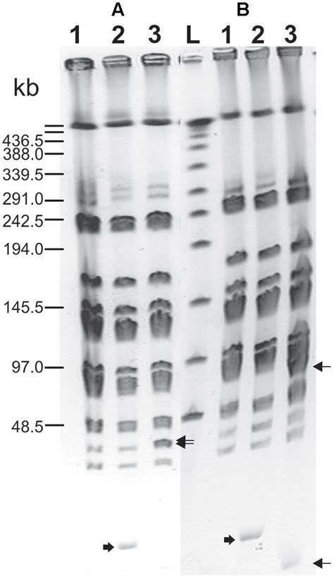 Pulsed Field Gel Electrophoresis Smai Macroresriction Pattern Of