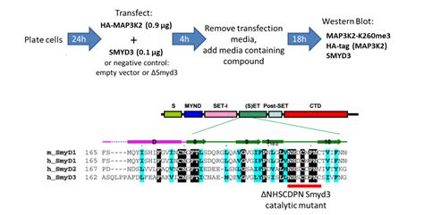 Smyd Cellular Assay Openlabnotebooks Org