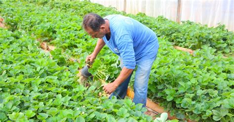 Prefeitura Doa Mil Mudas De Morango A Produtores Rurais De Atibaia