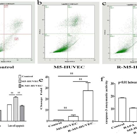 Induction Of Autophagy Inhibits Apoptosis In HUVECs A C Cell